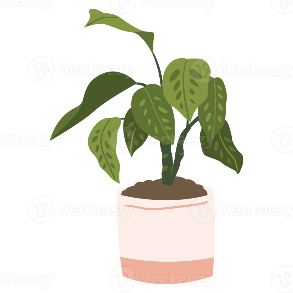 Calathea Plant Color 2D Illustrations png