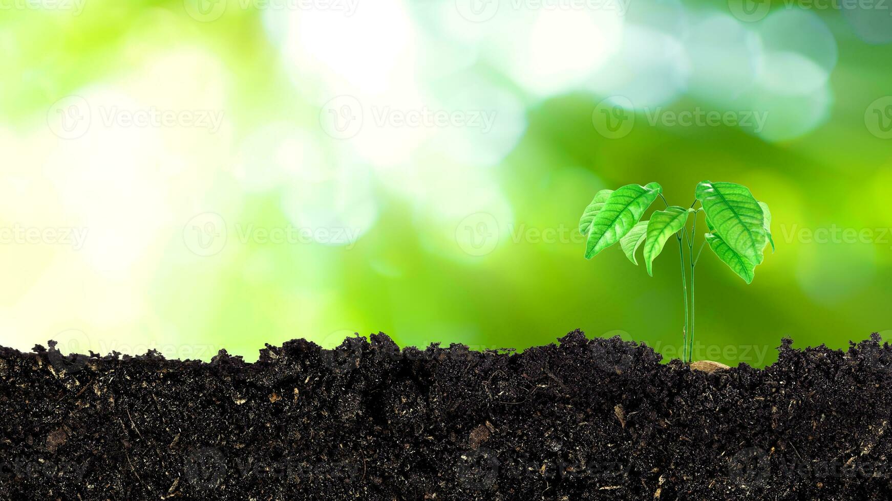 Seedling growing from fertile soil till morning sunlight shining, growing and organic plants ecology concept, Young tree with bokeh background. photo