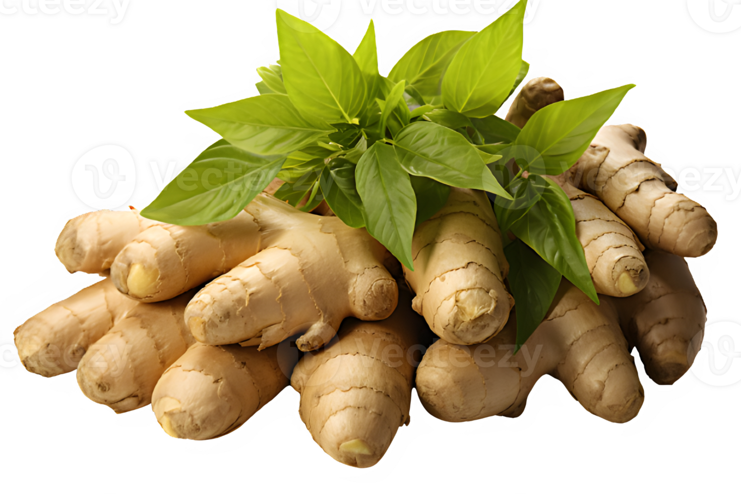 ginger plant isolated on transparent background ,ginger root ,generative ai png