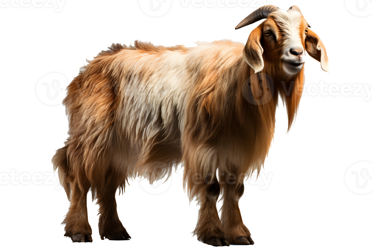 goat on transparent background,mountain goat , png