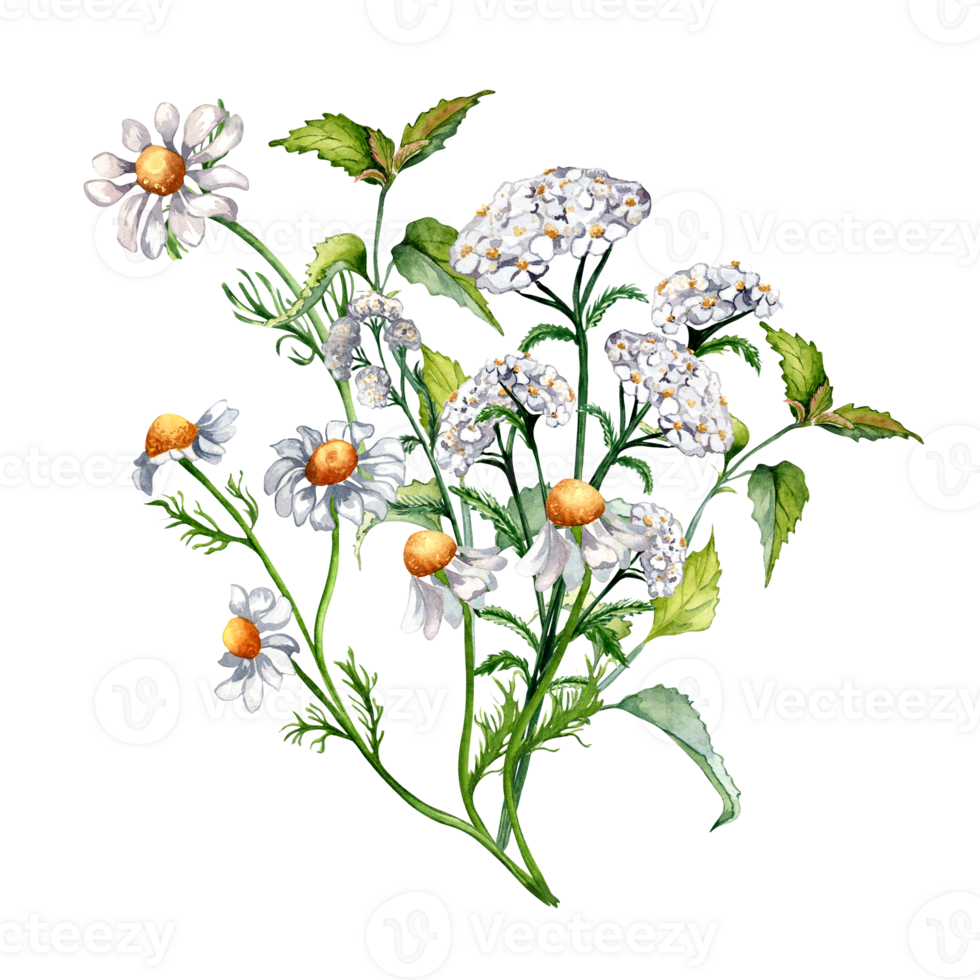 Bouquet of meadow medicinal flower, herb plants watercolor illustration. Daisy, chamomile, nettle, achillea millefolium hand drawn. Design for label, package, postcard. png