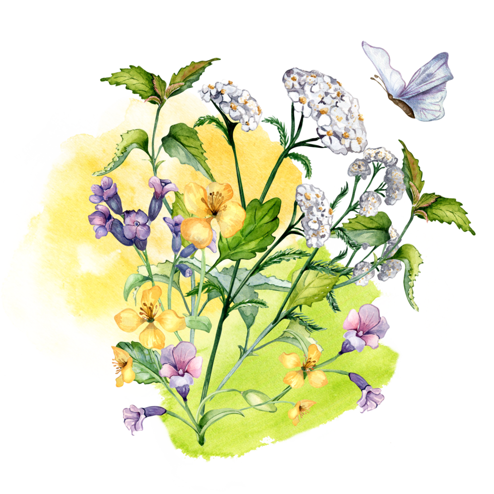 ramalhete do selvagem medicinal plantar, ervas aguarela ilustração. achillea millefolium, urtiga, pulmonaria, celanina flor mão retirou. Projeto para rótulo, pacote, cartão postal. png