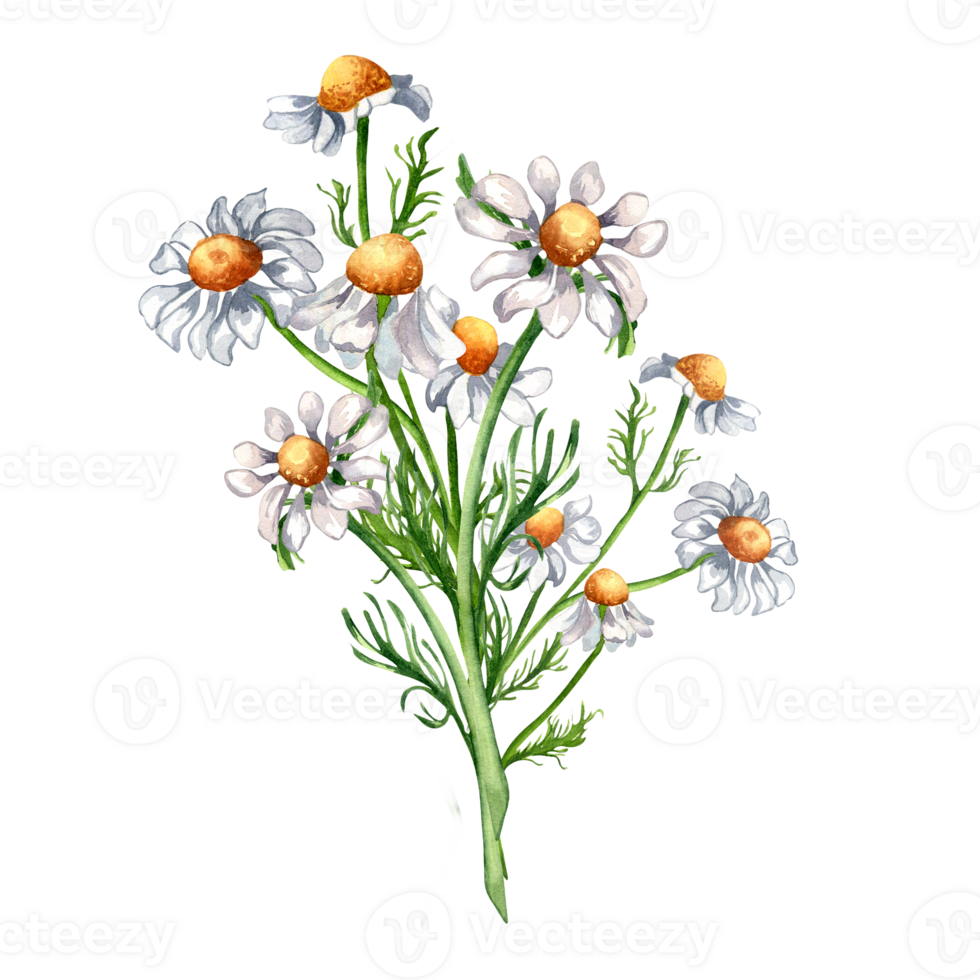 Chamomile medicinal plant watercolor illustration. Daisy yellow flower, useful herb camomile hand drawn. Design for label, package, postcard. png