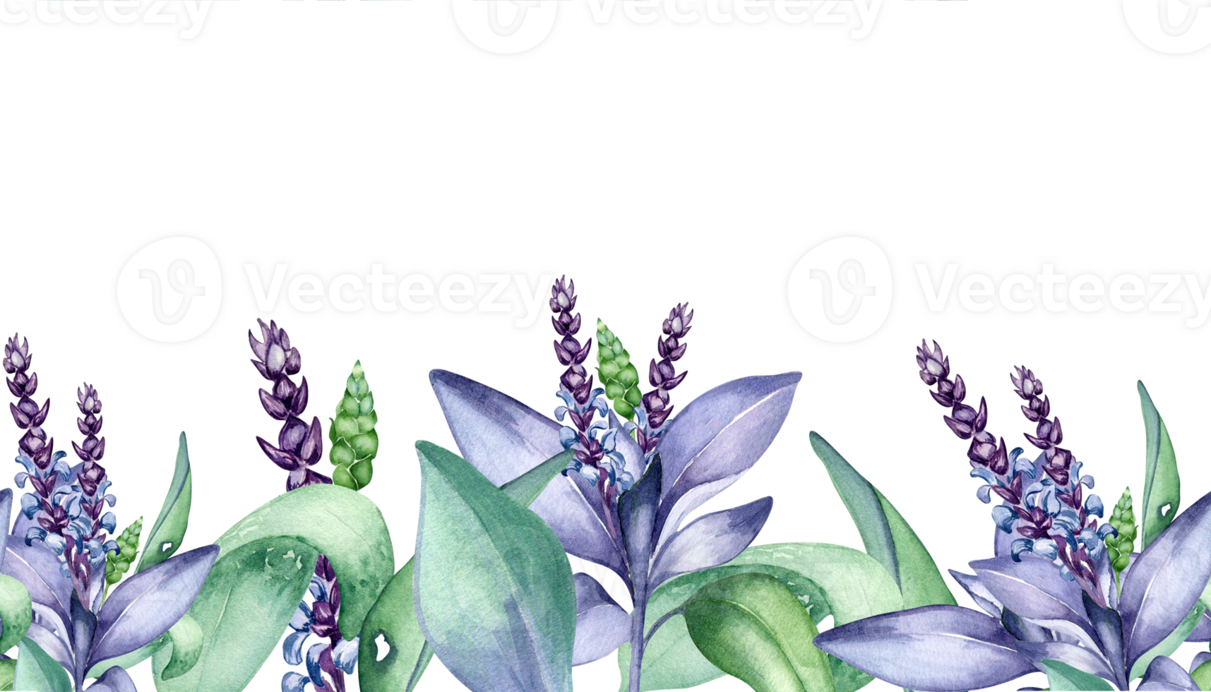 Seamless board of sage herbal plant watercolor illustration. Salvia officinalis, purple leaves, useful herb hand drawn. Design for label, package, postcard. png