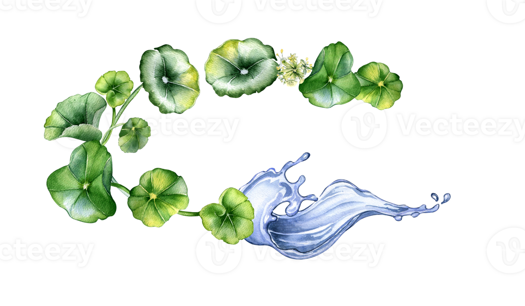 Wreath of centella asiatica, herbal plants watercolor illustration. Pennywort, gotu kola, rounded leaves, water splash hand drawn. Design for package, label, herbal plant collection. png
