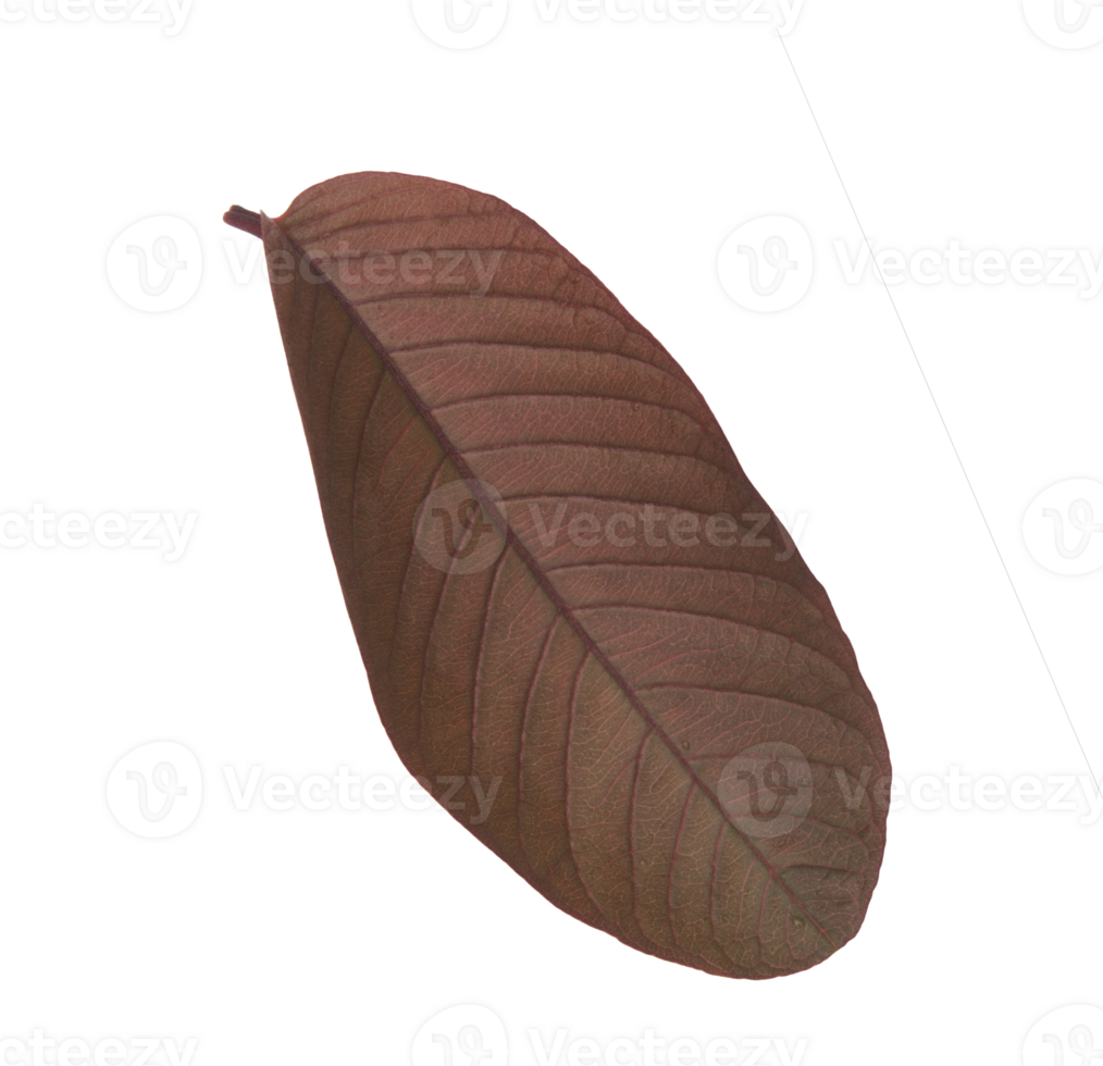 Guava leaves isolated on transparent background. png
