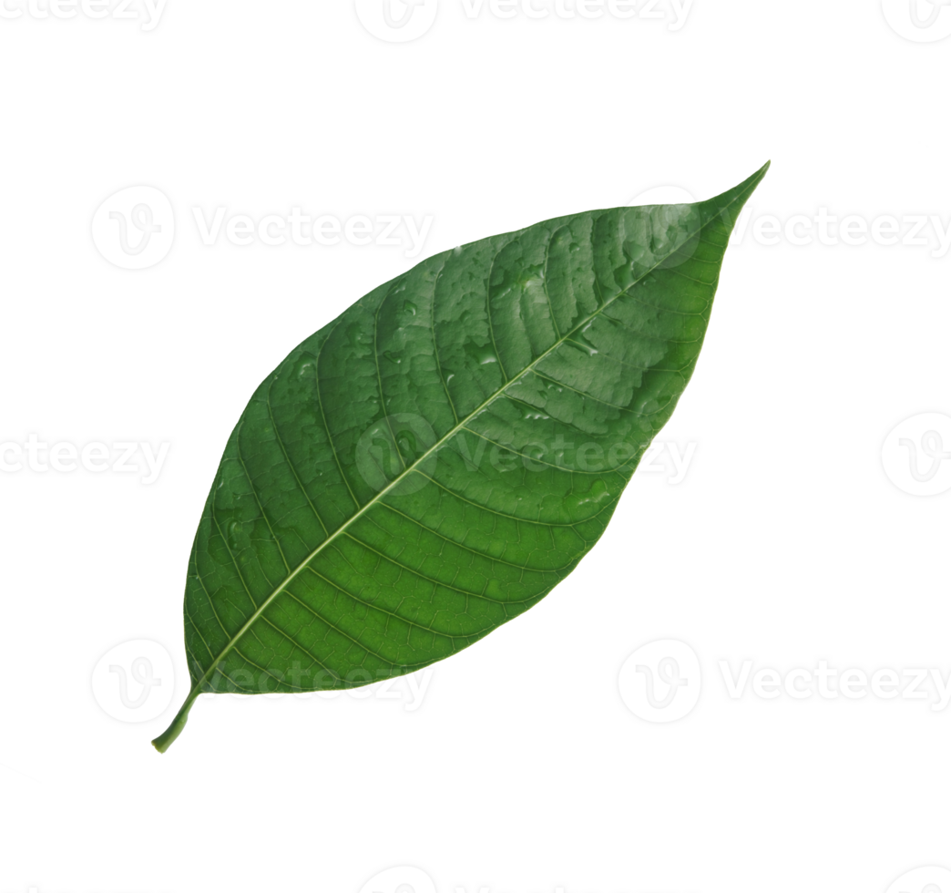 Mango leaves isolated on white background. png
