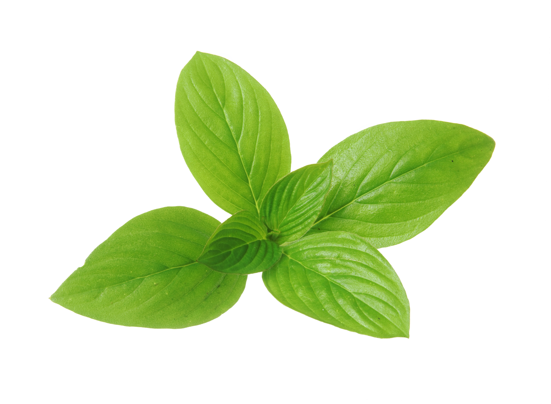 basil leaves isolated on transparent background. 27120050 PNG