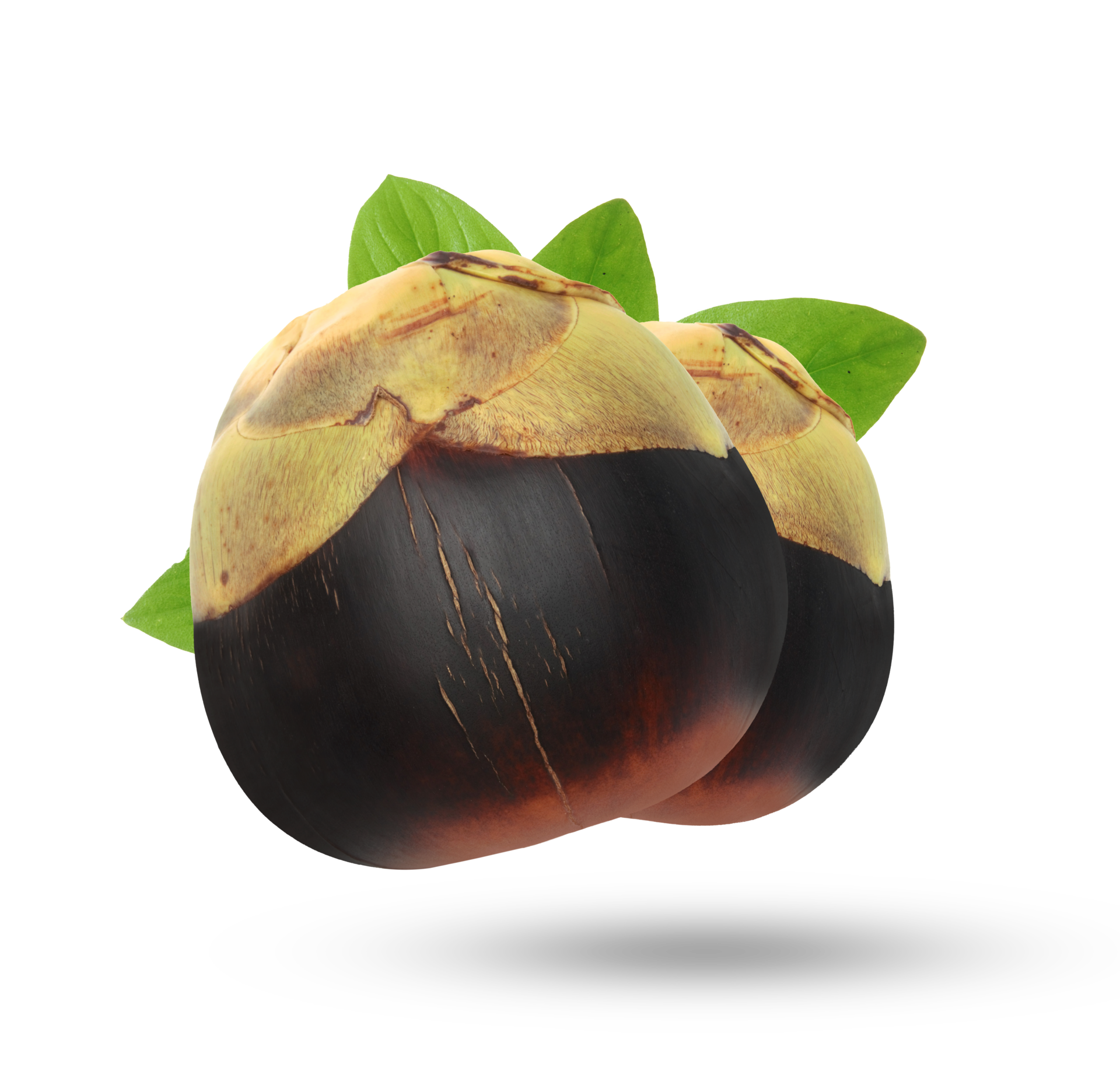 Asian Palmyra palm, Sugar palm, fruit isolated on white background