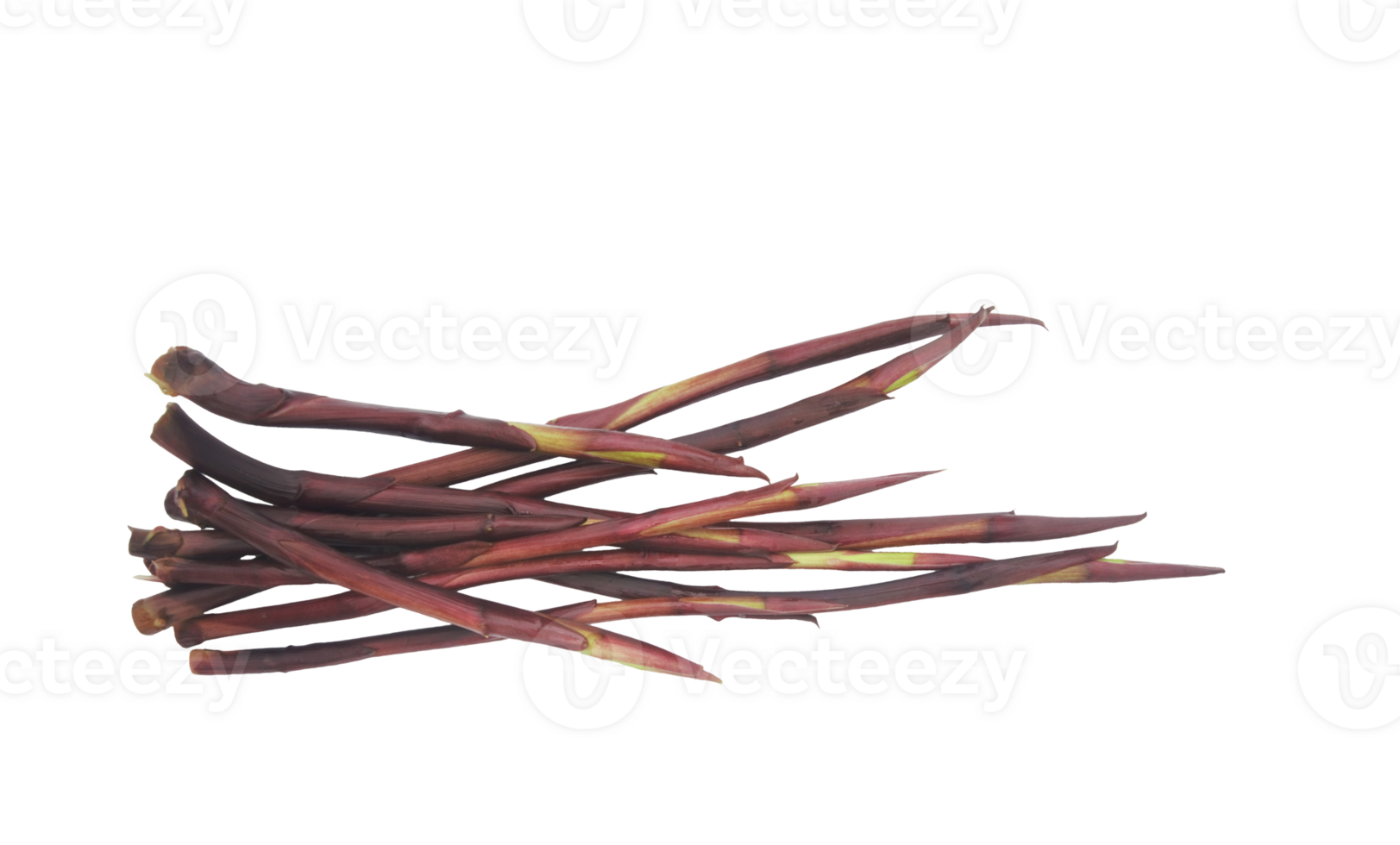 stolon of taro or colocasia stem isolated on transparent background. png