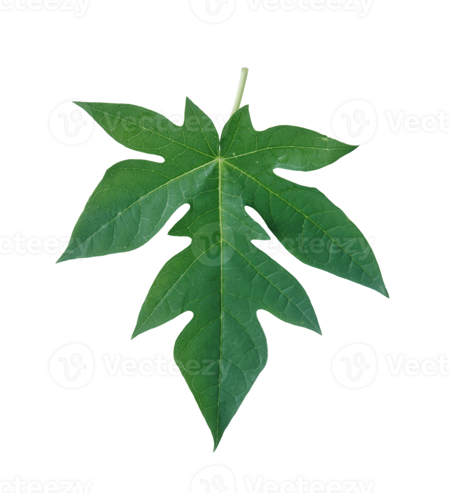 Papaya leaves on a transparent background. png
