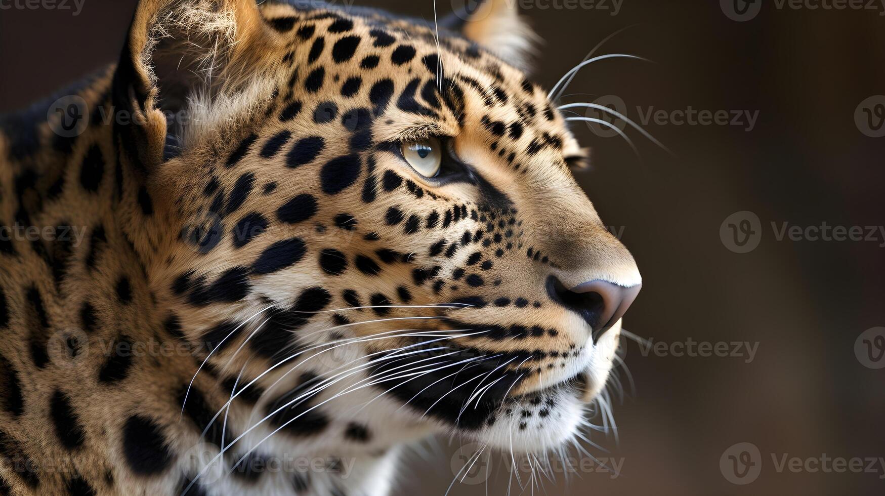 Close up portrait from side face ferocious carnivore leopard, stare or looking straight forward at nature background. photo