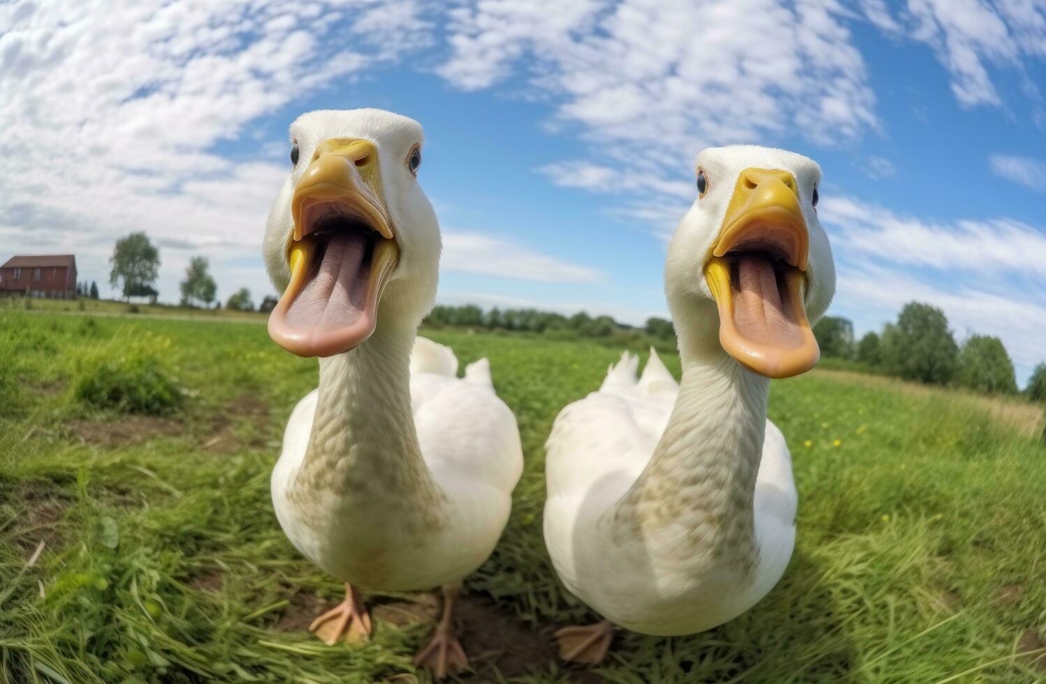 Funny ducks portrait photo