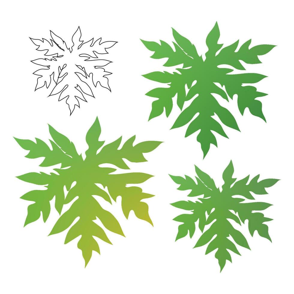 isolated papaya plant leaves vector illustrations