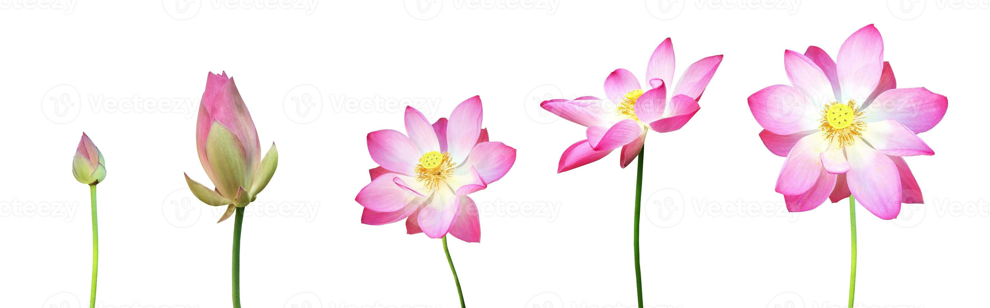 Pink waterlily or lotus plant isolated on white background with clipping paths. photo