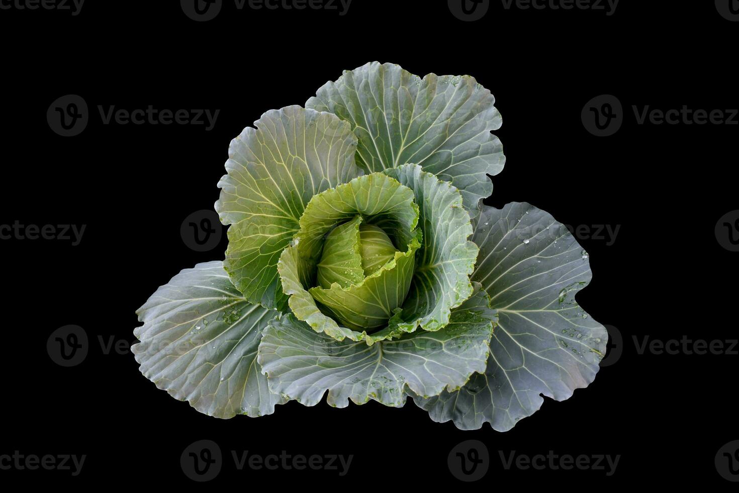 Isolated green and young cabbage on white background, clipping paths. photo