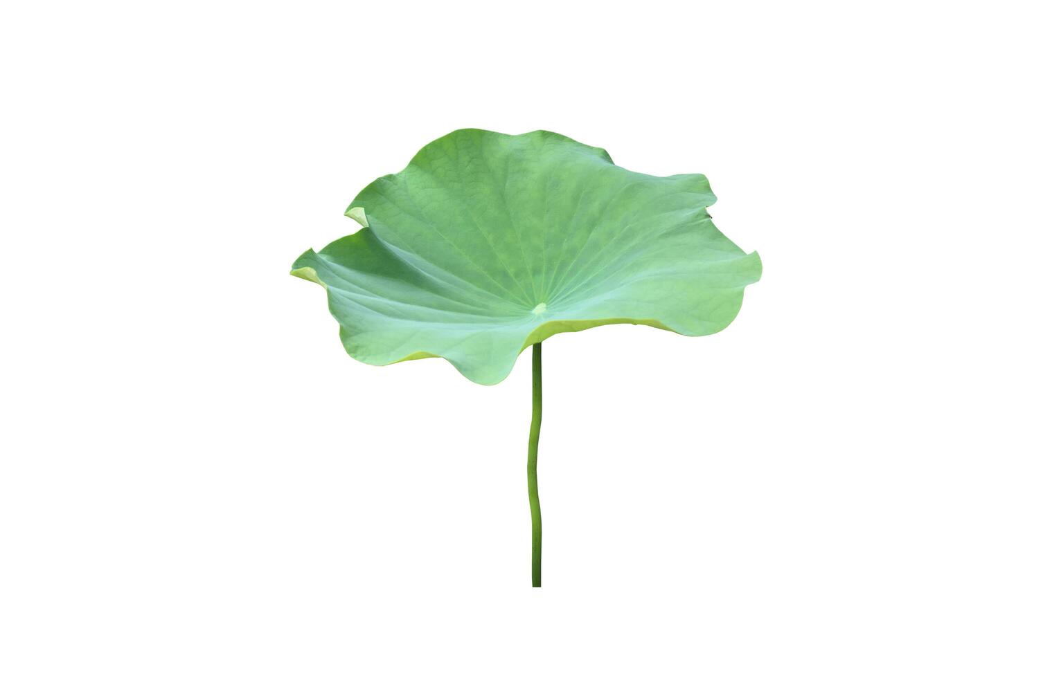 Young waterlily or lotus leaf isolated on white background with clipping paths. photo