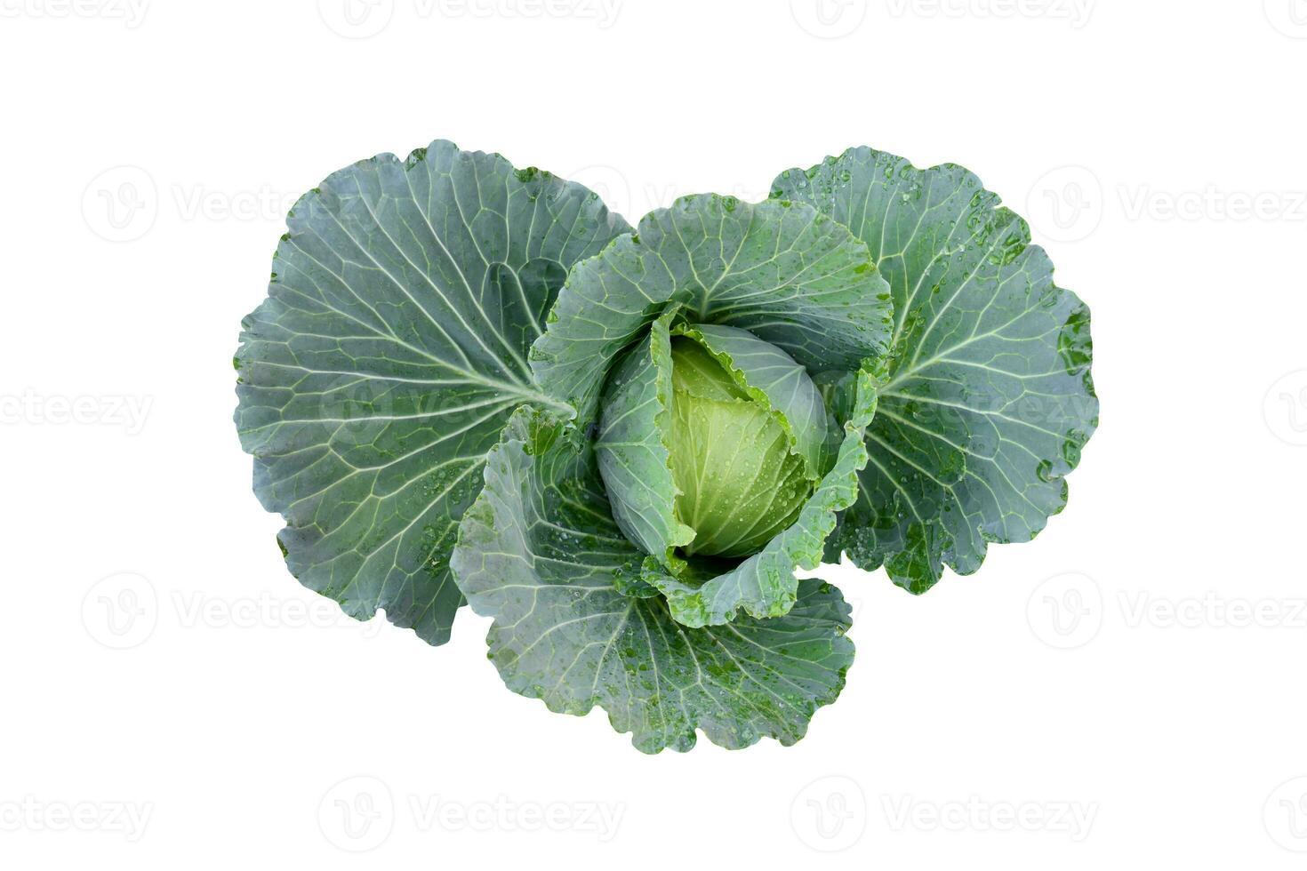 Isolated green and young cabbage on white background, clipping paths. photo