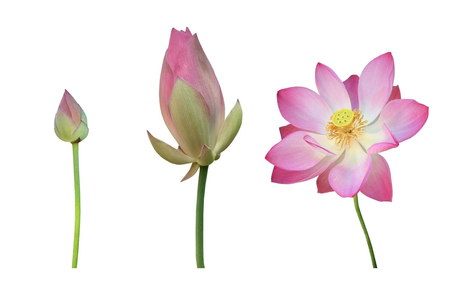 Pink waterlily or lotus plant isolated on white background with clipping paths. photo