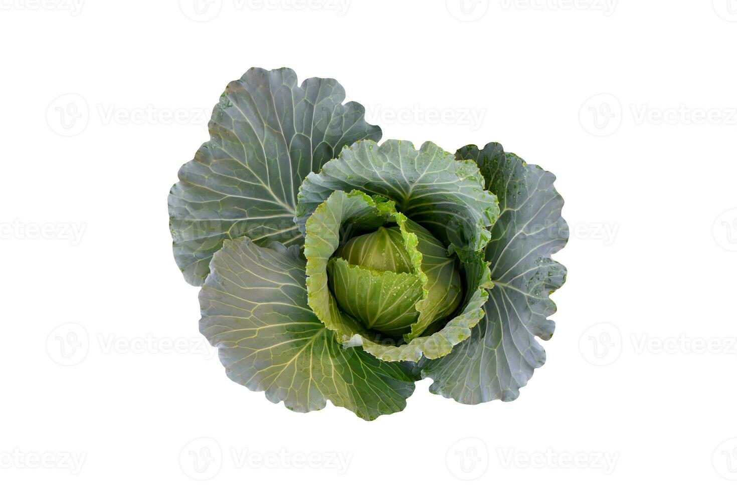 Isolated green and young cabbage on white background, clipping paths. photo