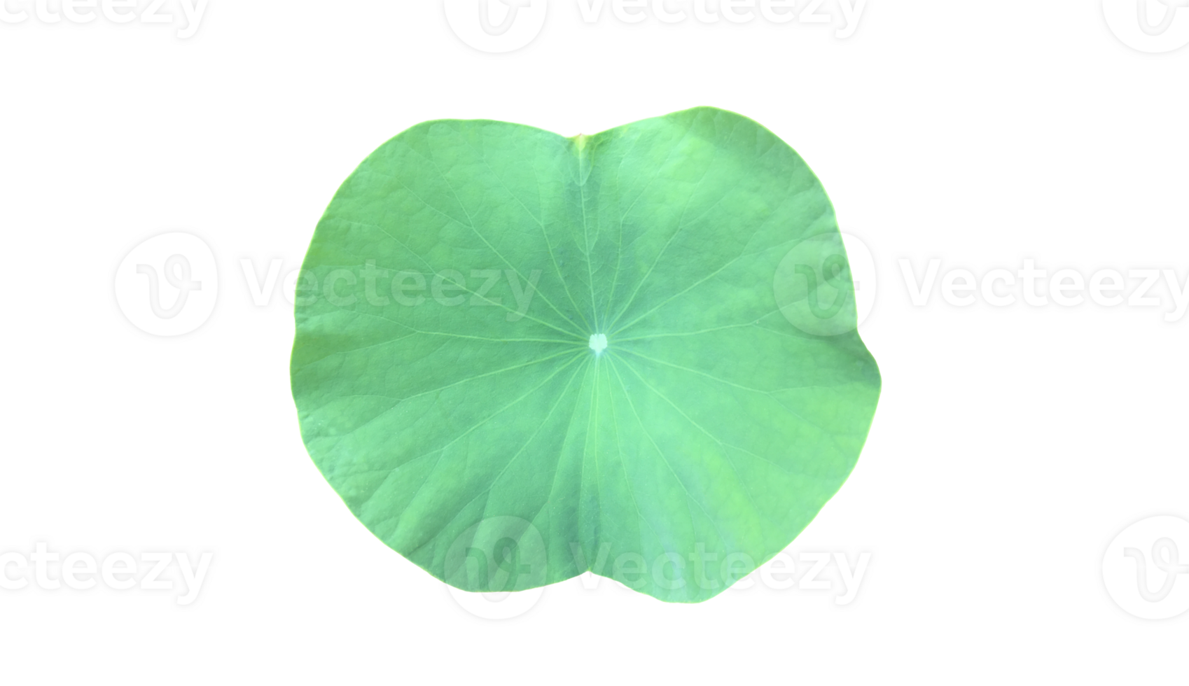 Young waterlily or lotus leaf isolated on white background with clipping paths. png