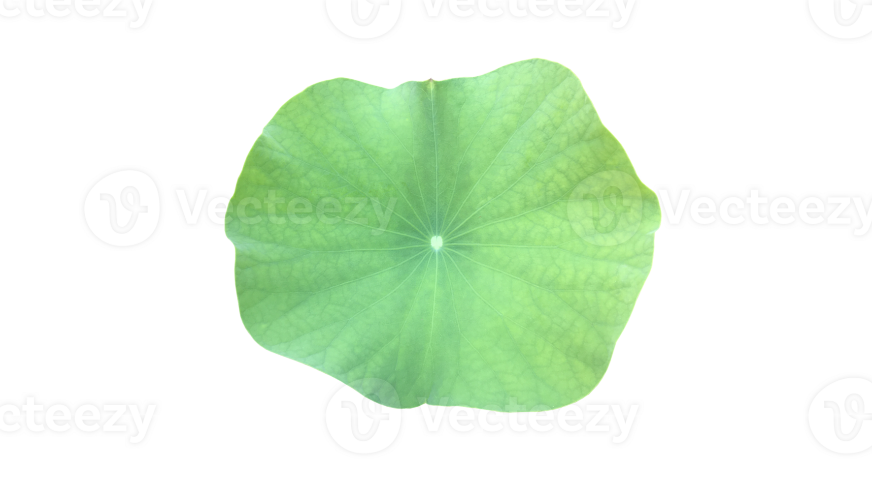 Young waterlily or lotus leaf isolated on white background with clipping paths. png