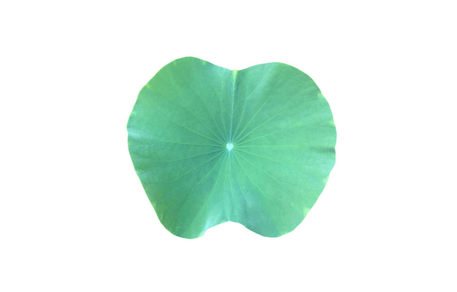 Young waterlily or lotus leaf isolated on white background with clipping paths. photo