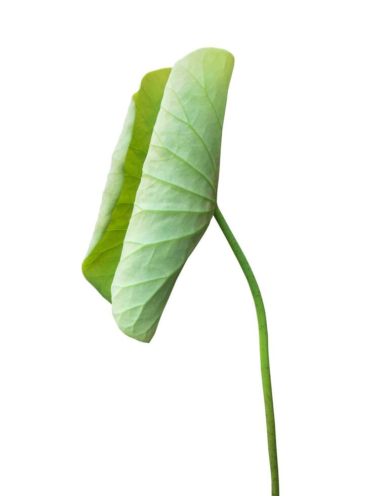 Young waterlily or lotus leaf isolated on white background with clipping paths. photo