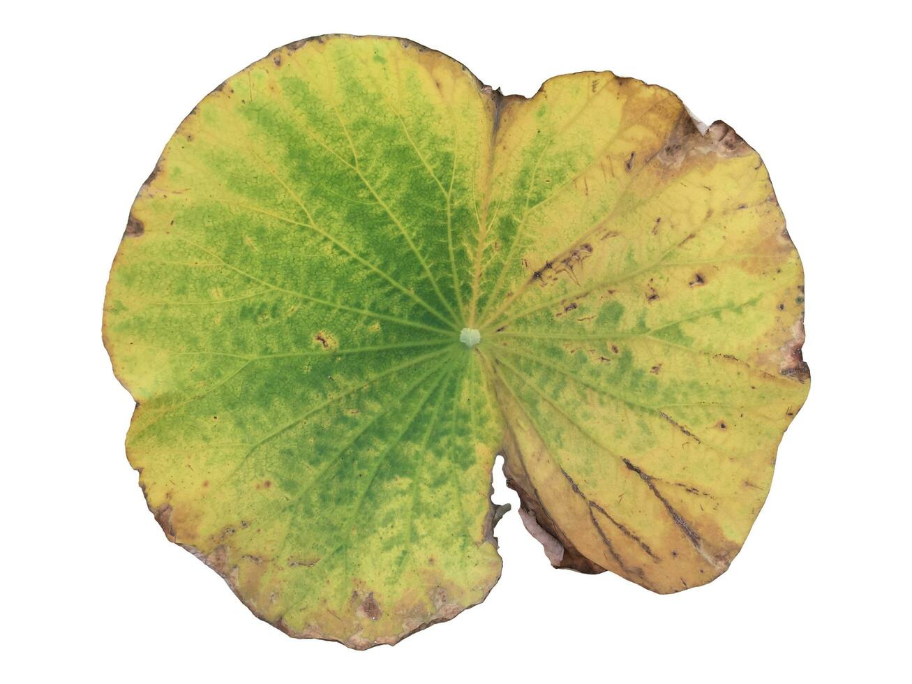 old and rotten waterlily or lotus leaf isolated on white background with clipping paths. photo