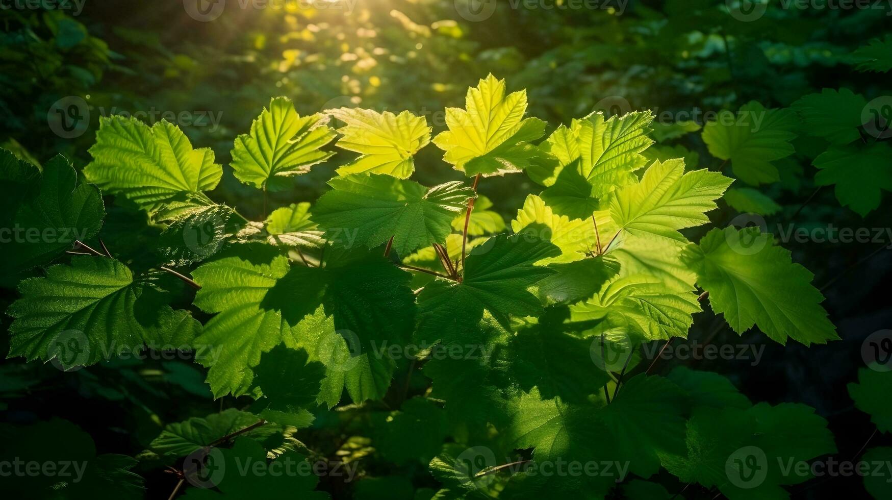 Green Devils club or Devils walking stick leaves plant deep in the forest bush. AI Generated photo