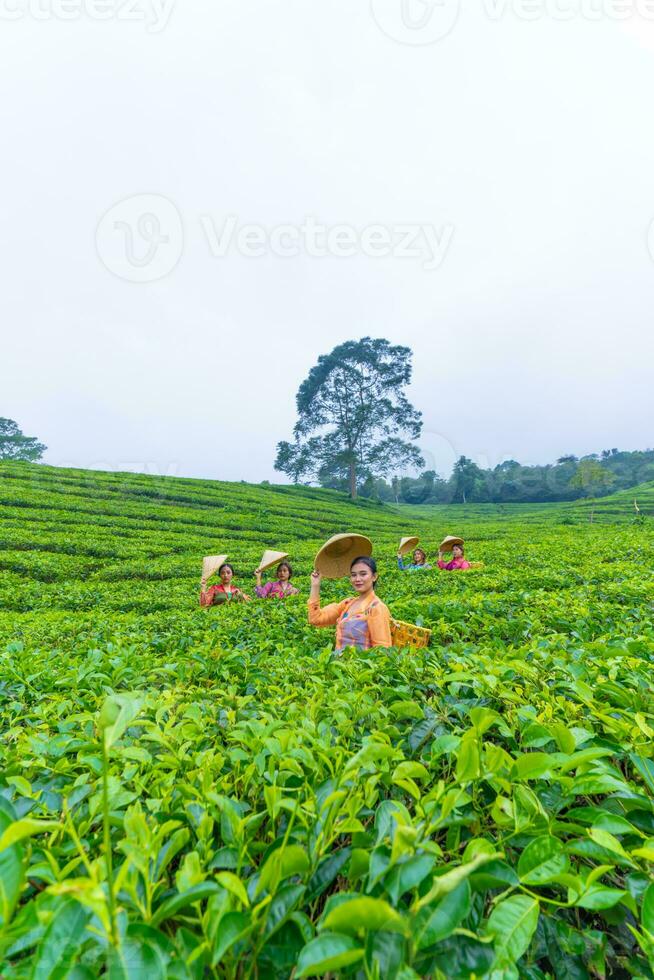 a group of tea pickers standing in the middle of a tea garden at work photo