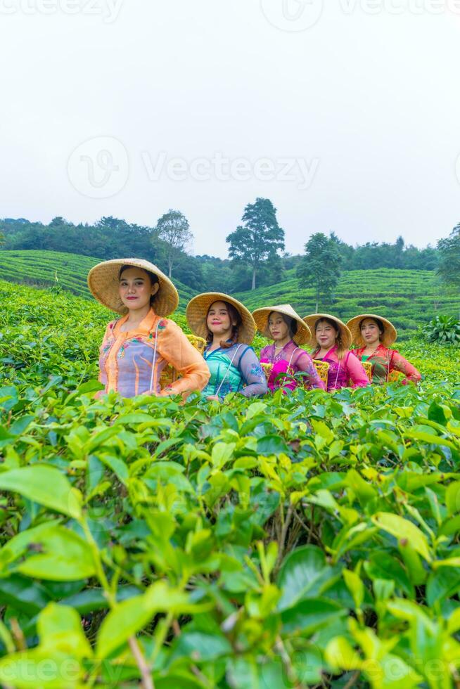 un grupo de té jardín agricultores son de marcha en medio de el verde té hojas foto