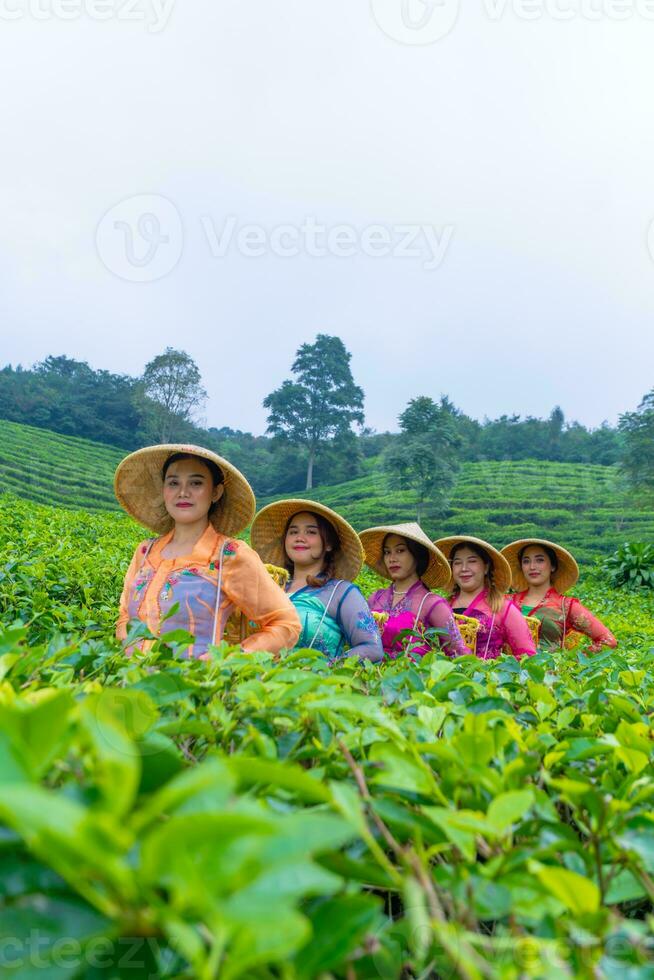 a group of tea garden farmers are marching amidst the green tea leaves photo