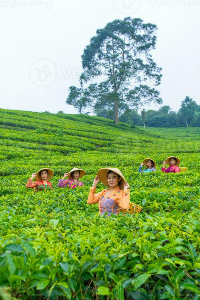 un grupo de té recolectores en pie en el medio de un té jardín a trabajo foto