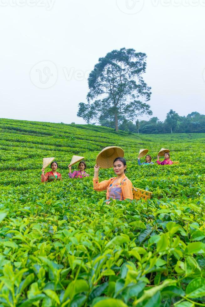 a group of tea pickers standing in the middle of a tea garden at work photo