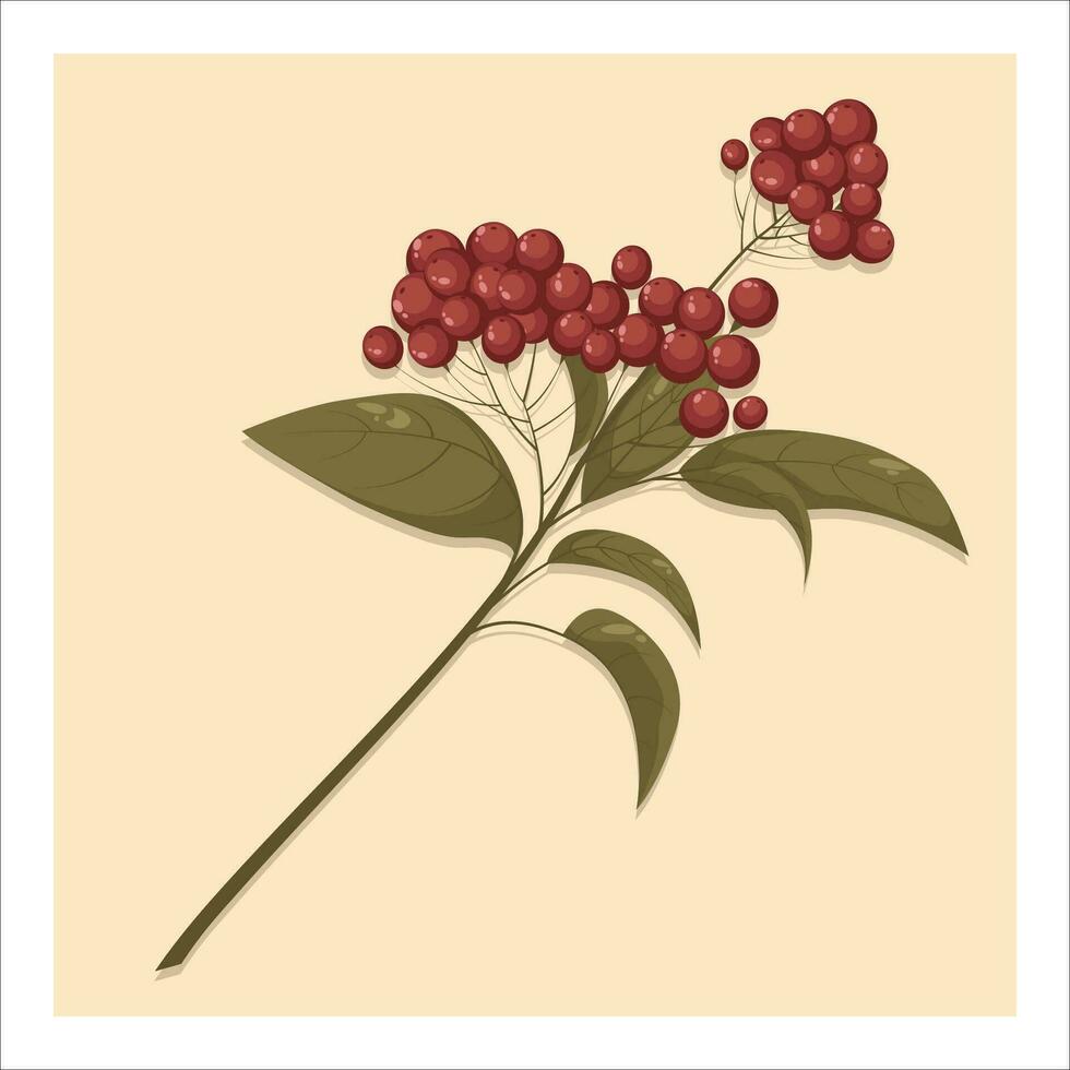 Branch with red rowan berries isolated on white background. Sorbus aucuparia, European rowan  berries with leaves. Vector illustration for design, cards, banners, flyer, social media, web, decoration