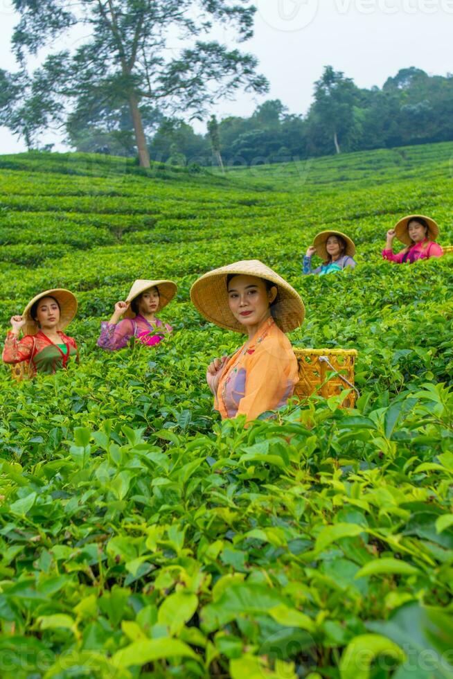 a group of tea pickers standing in the middle of a tea garden at work photo