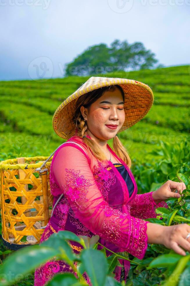 a woman in a traditional pink dress is picking tea leaves very cheerfully photo