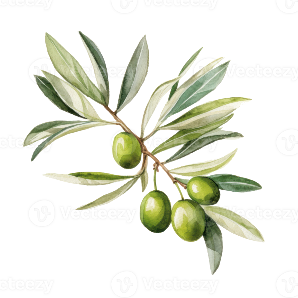 Olive branch isolated png