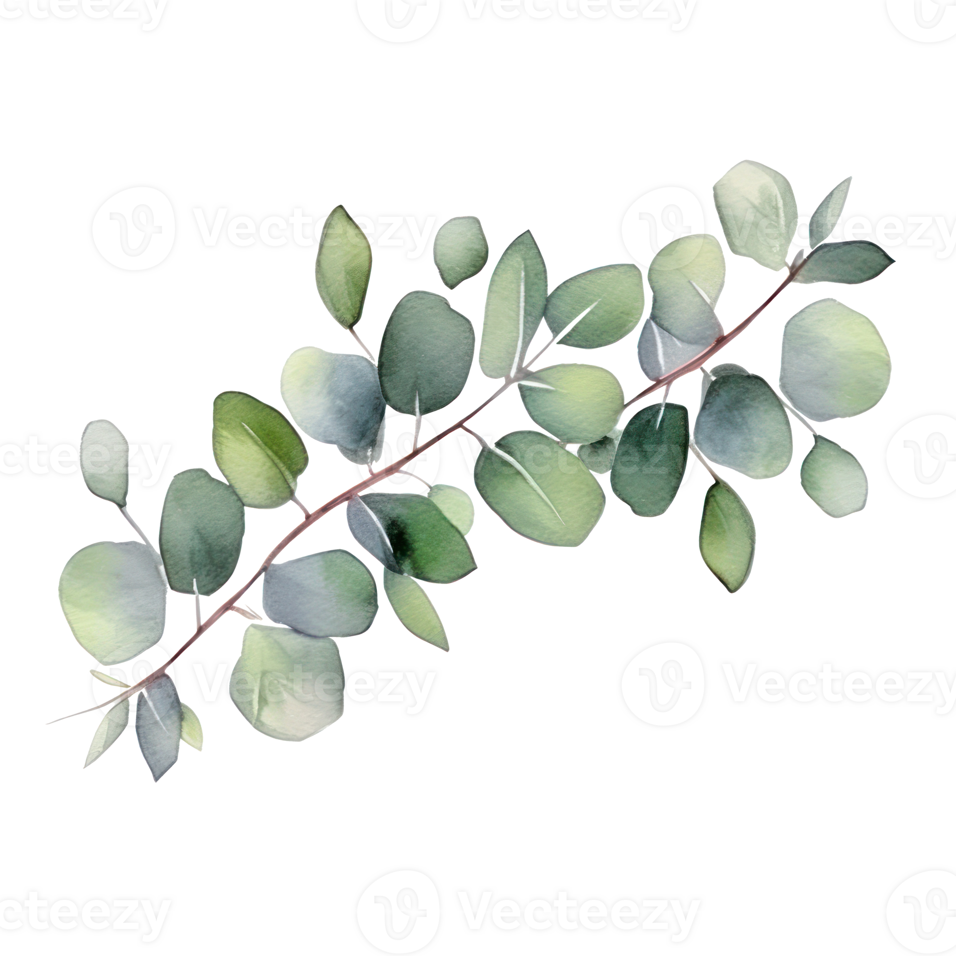 Watercolor eucalyptus branch isolated 27124203 PNG