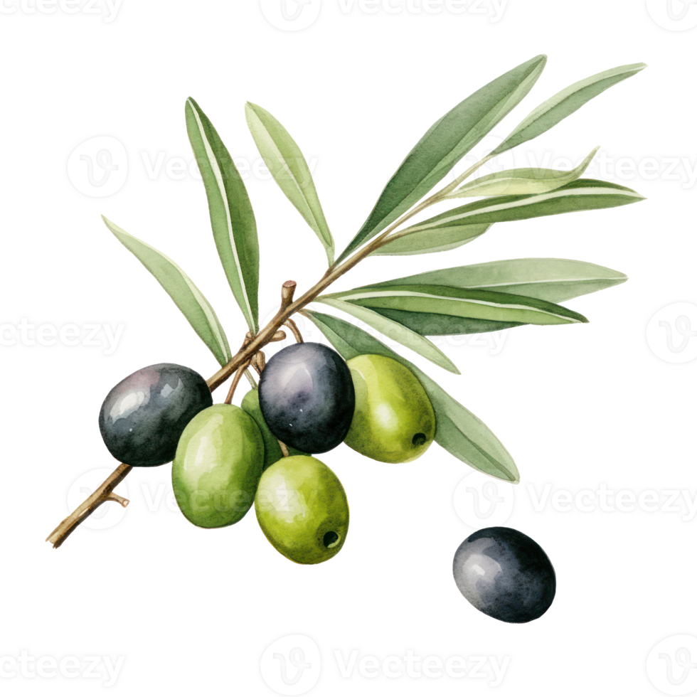 Olive branch isolated 27124234 PNG