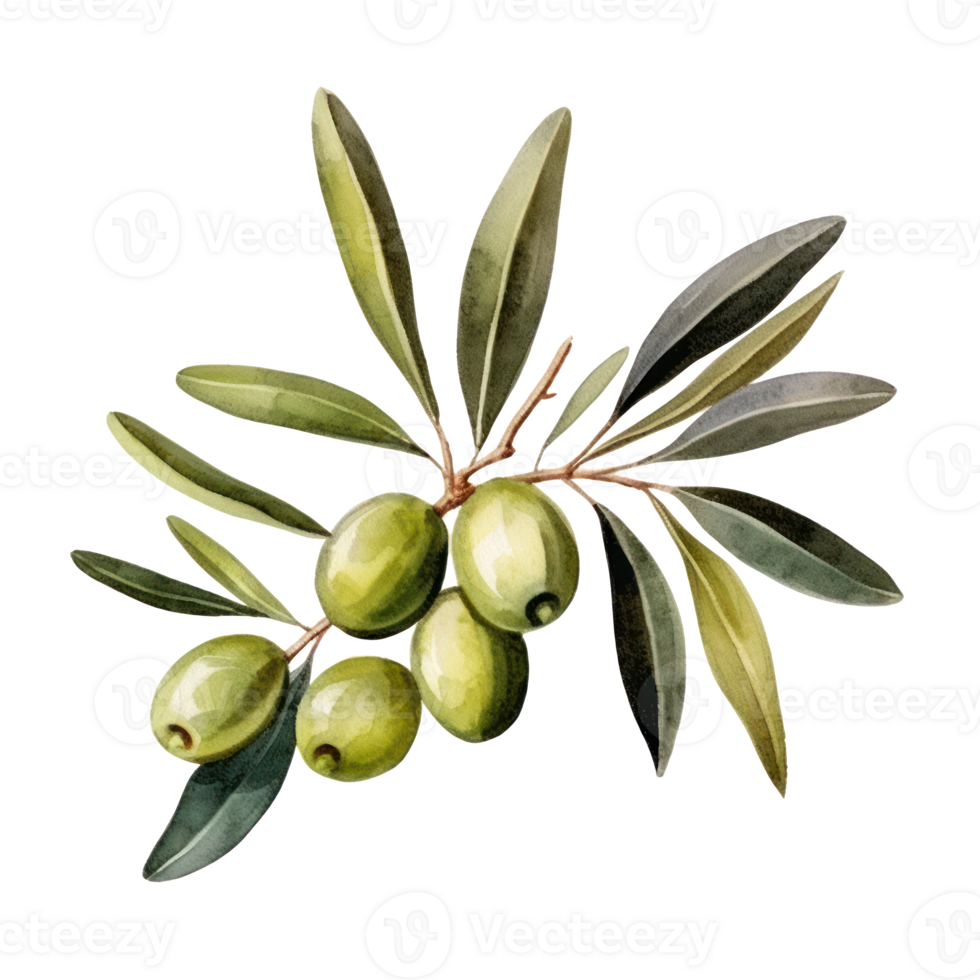 Olive branch isolated 27124237 PNG