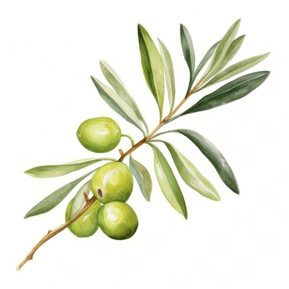 Olive branch isolated photo