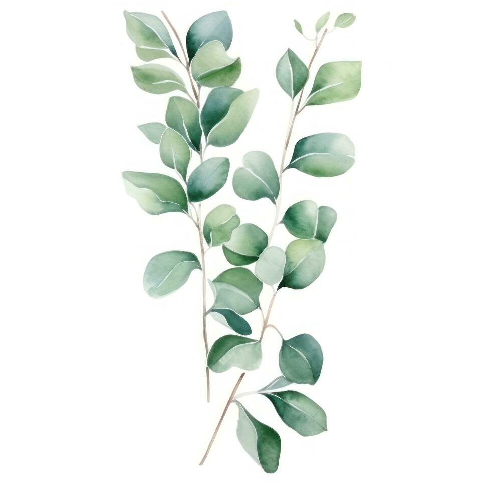 Watercolor eucalyptus branch isolated photo