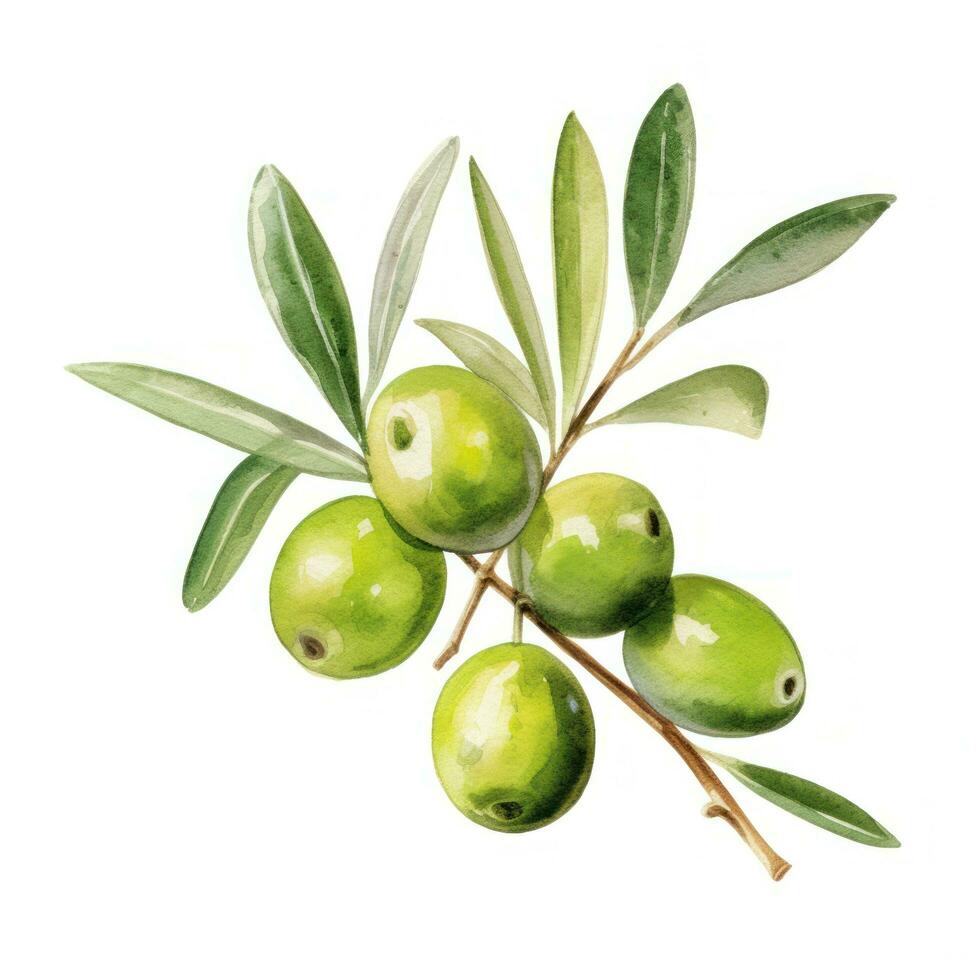 Olive branch isolated photo