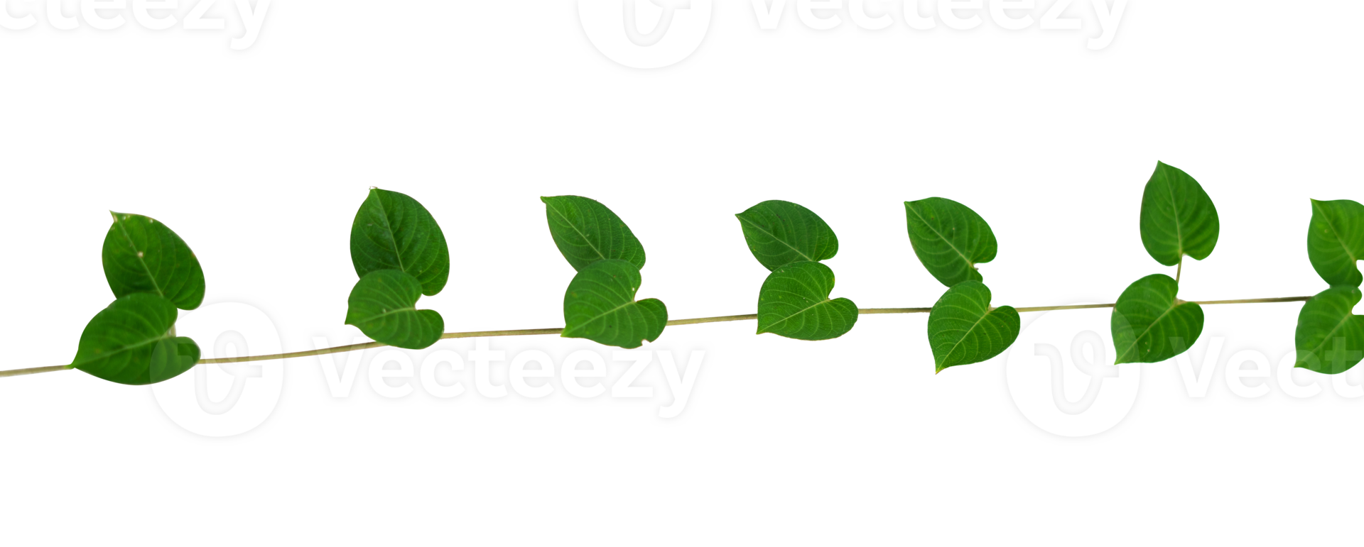 Beautiful creeper plant isolated element 27124392 PNG