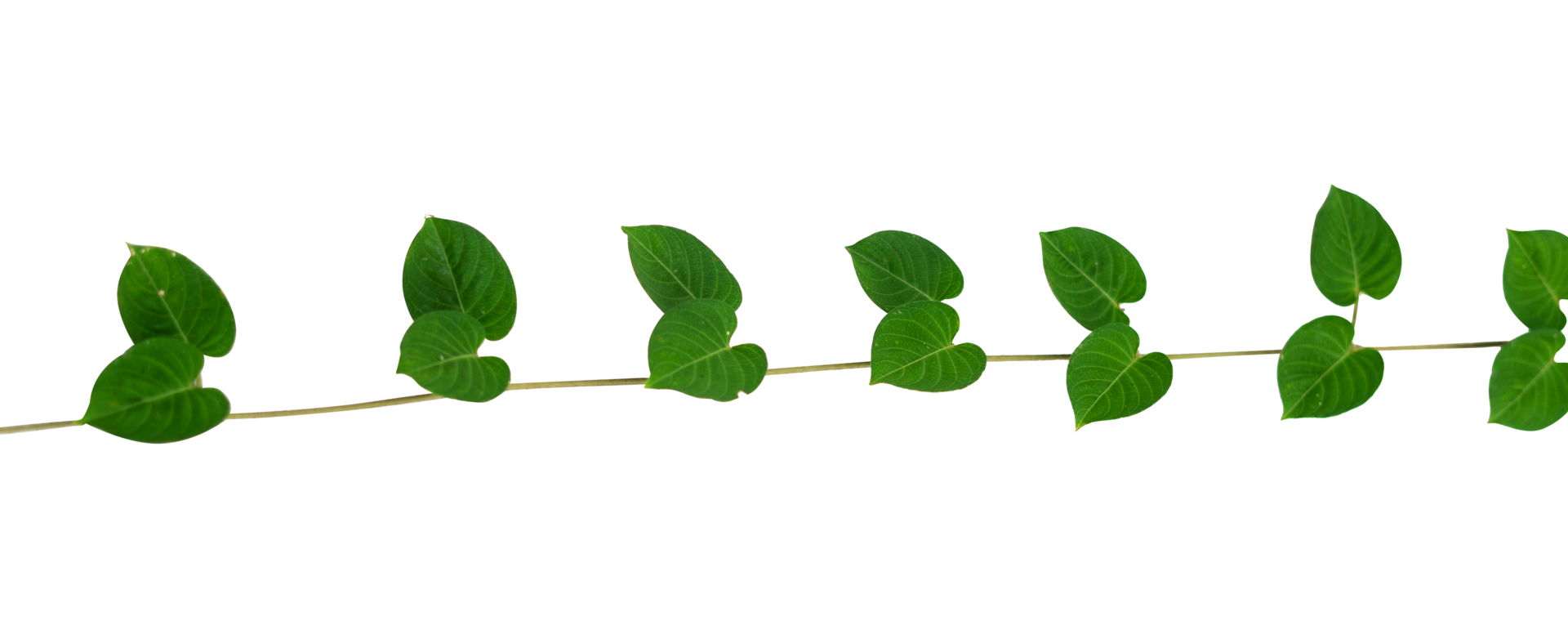 Beautiful creeper plant isolated element 27124392 PNG
