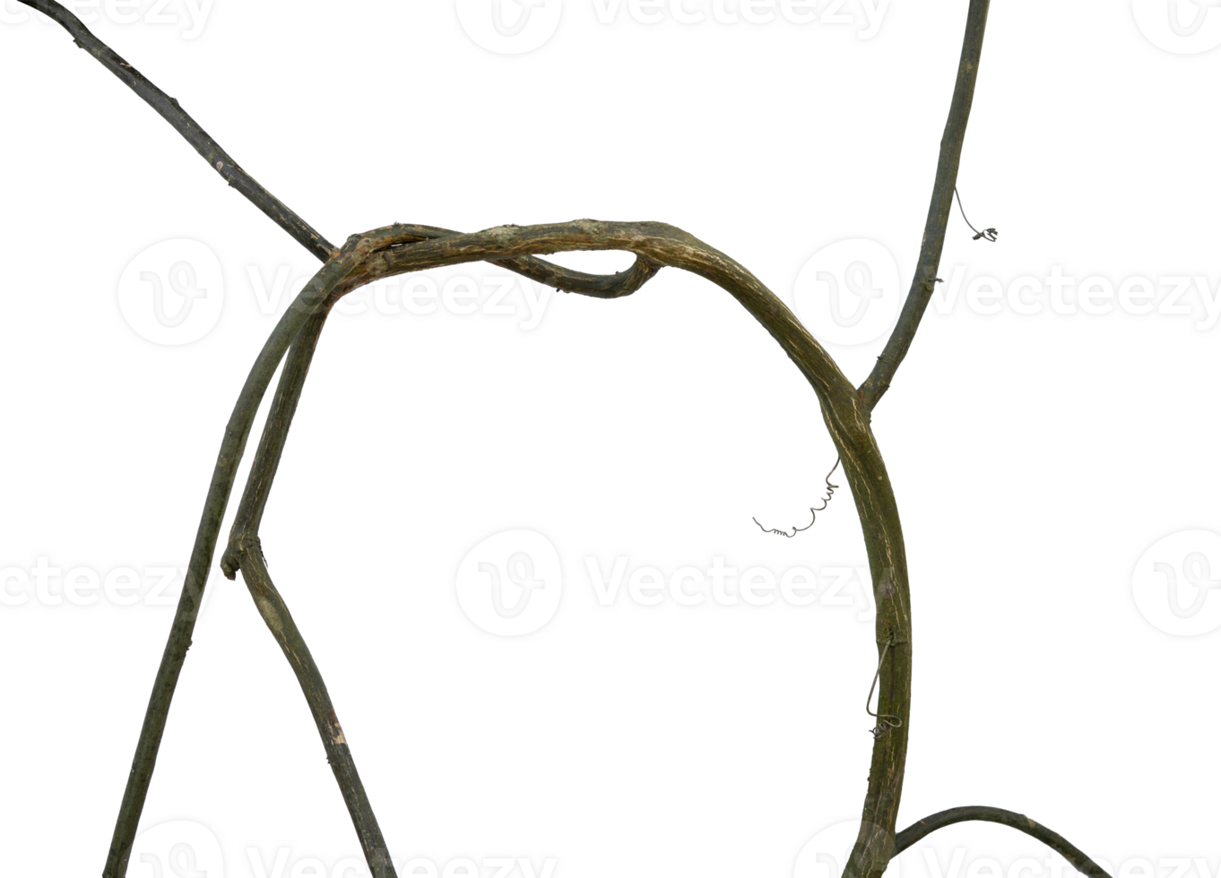 Natural root plant isolated element png