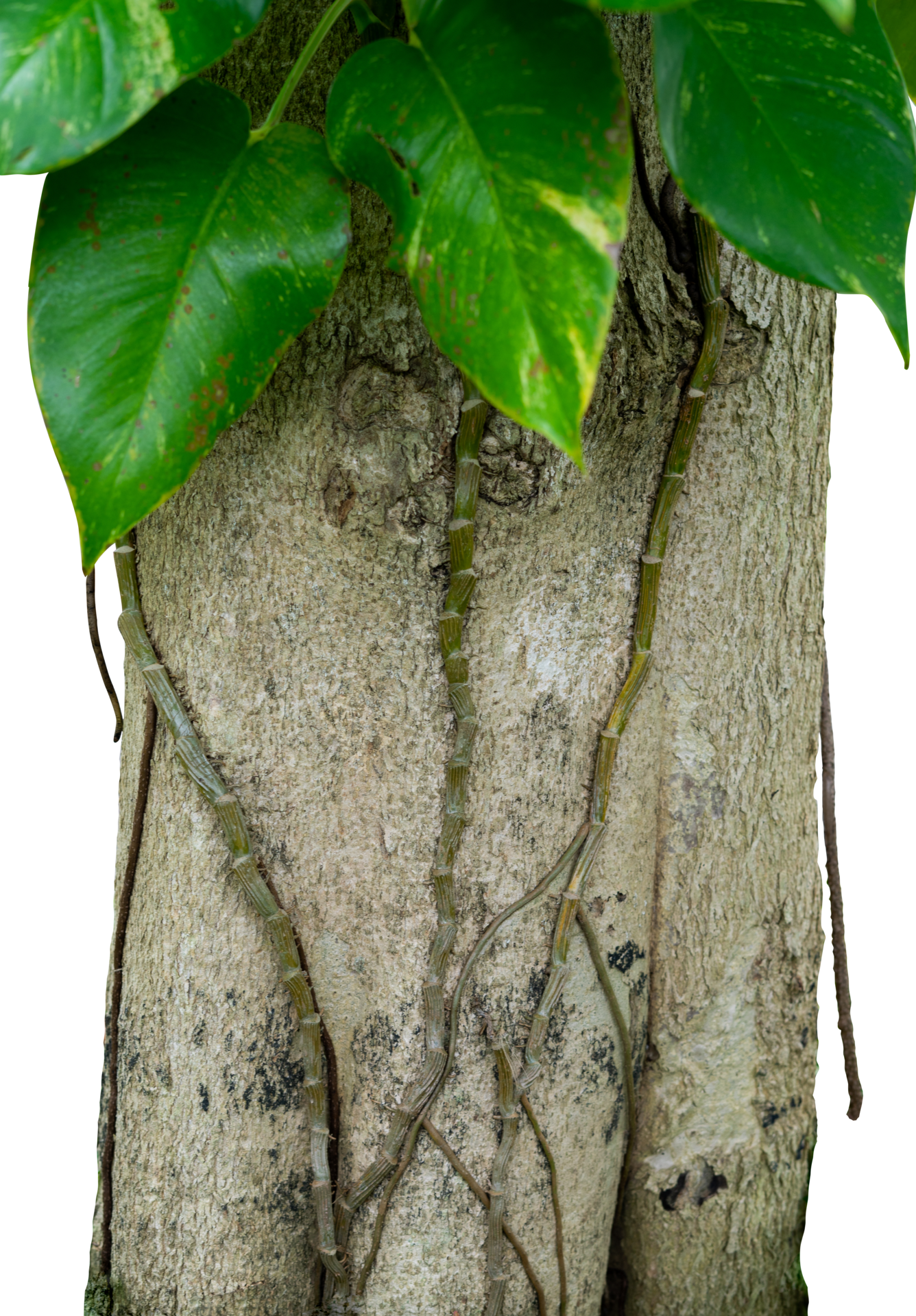 tree trunk with green leaves creeper 25063202 PNG