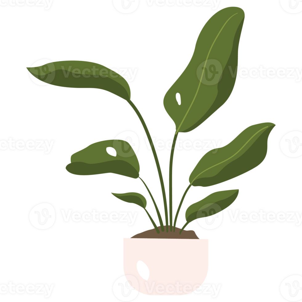 Strelitzia Nicolai Plant Color 2D Illustrations png